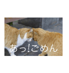 公園猫【日常会話編】（個別スタンプ：23）