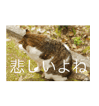 公園猫【日常会話編】（個別スタンプ：25）