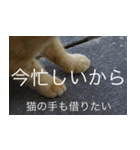 公園猫【日常会話編】（個別スタンプ：26）