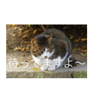 公園猫【日常会話編】（個別スタンプ：27）