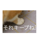 公園猫【日常会話編】（個別スタンプ：28）