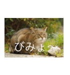 公園猫【日常会話編】（個別スタンプ：29）