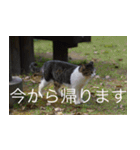 公園猫【日常会話編】（個別スタンプ：30）