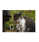 公園猫【日常会話編】（個別スタンプ：31）