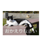 公園猫【日常会話編】（個別スタンプ：32）