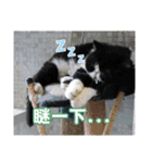 FangFang with J and Cats Daily（個別スタンプ：19）