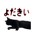大分弁と黒猫クロちゃん（個別スタンプ：6）
