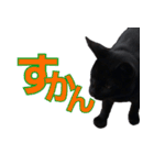 大分弁と黒猫クロちゃん（個別スタンプ：12）