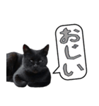 大分弁と黒猫クロちゃん（個別スタンプ：15）