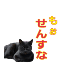 大分弁と黒猫クロちゃん（個別スタンプ：29）