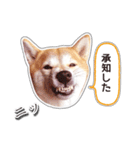 しばいぬハナコ5【柴犬写真】（個別スタンプ：5）