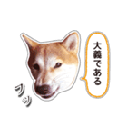 しばいぬハナコ5【柴犬写真】（個別スタンプ：6）