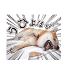 しばいぬハナコ5【柴犬写真】（個別スタンプ：27）