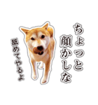 しばいぬハナコ5【柴犬写真】（個別スタンプ：39）