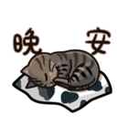 Cats integrated（個別スタンプ：10）