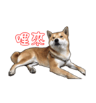 ShibaInu Greetings 2（個別スタンプ：16）