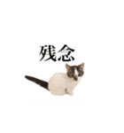 実写♡猫♡らむちゃん2（個別スタンプ：7）