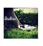 Animal photograph sticker in Thailand（個別スタンプ：2）