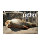 Animal photograph sticker in Thailand（個別スタンプ：7）