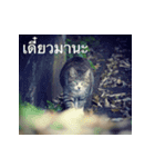 Animal photograph sticker in Thailand（個別スタンプ：8）