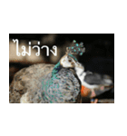 Animal photograph sticker in Thailand（個別スタンプ：9）