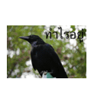 Animal photograph sticker in Thailand（個別スタンプ：13）