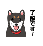 日本の黒柴犬。（個別スタンプ：1）