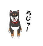 日本の黒柴犬。（個別スタンプ：5）