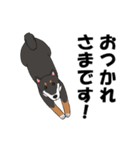 日本の黒柴犬。（個別スタンプ：8）