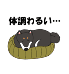 日本の黒柴犬。（個別スタンプ：11）