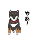 日本の黒柴犬。（個別スタンプ：13）