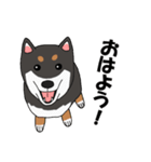 日本の黒柴犬。（個別スタンプ：17）