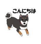 日本の黒柴犬。（個別スタンプ：18）