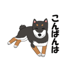 日本の黒柴犬。（個別スタンプ：19）