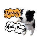 犬トーク！！犬写真 吹出し 英語＆日本語（個別スタンプ：9）