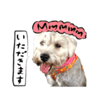 犬トーク！！犬写真 吹出し 英語＆日本語（個別スタンプ：10）