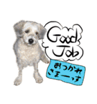 犬トーク！！犬写真 吹出し 英語＆日本語（個別スタンプ：20）