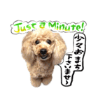 犬トーク！！犬写真 吹出し 英語＆日本語（個別スタンプ：33）