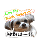 犬トーク！！犬写真 吹出し 英語＆日本語（個別スタンプ：34）