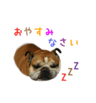 リアルDOG ブルドッグ（個別スタンプ：1）