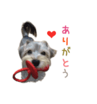 リアルDOG マルキー（個別スタンプ：3）