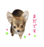 リアルDOG チワワのあんず（個別スタンプ：16）