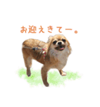 リアルDOG チワワのあんず（個別スタンプ：18）