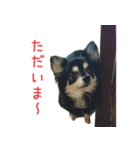 リアルDOG チワワブラタン（個別スタンプ：1）