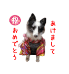 リアルDOG オシャレわんこ（個別スタンプ：11）