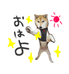 柴犬ゆきな 実写版（個別スタンプ：1）