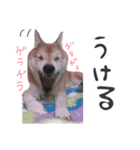 柴犬ゆきな 実写版（個別スタンプ：14）