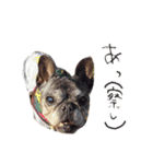 柴犬ゆきな 実写版（個別スタンプ：18）