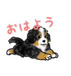 ほのぼのバーニーズ犬（個別スタンプ：1）