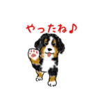 ほのぼのバーニーズ犬（個別スタンプ：3）